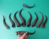 10 Bulk Male Springbok Horns 8-1/2" to 12-1/4" long (You are buying the 10 horns in the photo) for $5.00 each.