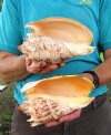 Two 7 inch Imperial Volute Shells hand selected (You are buying the shells shown) for $13.00 each