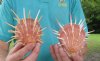 Two large orange Regal Thorny Oyster shells, 4-1/2 and 5-1/2 inches (You are buying the shells pictured) for $15.50 each