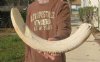 26 inch Hippo Tusk, #2 Quality, Ivory for Carving, 5.0 lbs - You are buying the ivory tusk shown for $400.00