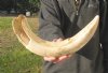 21 inch Hippo Tusk, #2 Quality, Ivory for Carving, 2.80 lbs - You are buying the ivory tusk shown for $225.00