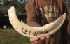 20 inch Hippo Tusk, #2 Quality, Ivory for Carving, 2.35 lbs - You are buying the ivory tusk shown for $180.00