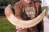 21 inch Hippo Tusk, #2 Quality, Ivory for Carving, 3.15 lbs - You are buying the ivory tusk shown for $250.00
