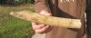 12 inch Hippo Tusk, #2 Quality, Ivory for Carving, 1.15 lbs - You are buying the ivory tusk shown for $95.00