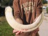 26 inch Hippo Tusk, #2 Quality, Ivory for Carving, 3.70 lbs - You are buying the ivory tusk shown for $300.00