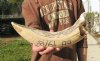 14 inch Hippo Tusk, #2 Quality, Ivory for Carving, 2.10 lbs - You are buying the ivory tusk shown for $170.00