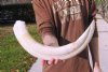23 inch Hippo Tusk, #2 Quality, Ivory for Carving, 3.0 lbs - You are buying the ivory tusk shown for $240.00