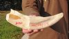 12 inch Hippo Tusk, #2 Quality, Ivory for Carving, 1.65 lbs - You are buying the ivory tusk shown for $150.00