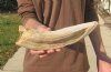 13 inch Hippo Tusk, #2 Quality, Ivory for Carving, 2.75 lbs - You are buying the ivory tusk shown for $220.00
