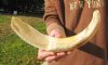 15 inch Hippo Tusk, #2 Quality, Ivory for Carving, .85 lbs - You are buying the ivory tusk shown for $75.00