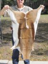 Springbok Skin Rug 38 inches long by 28 inches wide for $40.00