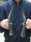 Matching Pair Blesbok Horns 12-1/4 inches (You are buying the matching pair pictured) for $12.50 each