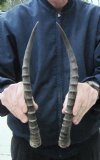Matching Pair Blesbok Horns 14-1/4 inches (You are buying the matching pair pictured) for $12.50 each