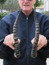 Matching Pair Blesbok Horns 14 inches (You are buying the matching pair pictured) for $12.50 each