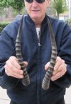 Matching Pair Blesbok Horns 12-3/4 inches (You are buying the matching pair pictured) for $12.50 each