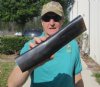 Polished Water Buffalo Horn piece from India 13 inches long, Bubalus Bubalis $13.00 (This is the horn piece you are buying.)