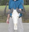14 inch wide female African Black Wildebeest Skull and Horns - You are buying the black wildeebeest skull pictured for $70.00