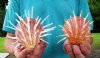 Two large orange Regal Thorny Oyster shells, 6 and 4-1/4 inches (You are buying the shells pictured) for $15.50 each