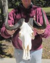 14-1/4 inches wide female African Black Wildebeest Skull and Horns - You are buying the black wildeebeest skull pictured for $70.00