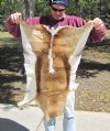 Springbok Skin Rug 41 inches long by 30 inches wide $40.00 (You are buying the skin pictured)