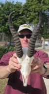 10-3/4 inch Springbok horns on Springbok skull - You are buying the skull and horns shown for $40.00 perfect for hunting lodge decor.