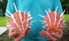 Two large orange Regal Thorny Oyster shells, 5 and 4-1/2 inches (You are buying the shells pictured) for $15.50 each