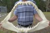 24-1/2 inches wide, 15-1/2 inches tall, Large Mako Shark Jaw for Sale - You are buying the mako jaw shown for $550.00