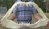 26 inches wide, 15 inches tall Large Mako Shark Jaw - You are buying the mako jaw shown for $800.00 with a small tears in bottom cartilage area