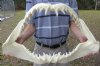22-1/2 inches wide, 13-1/2 inches tall Mako Shark Jaw - You are buying the mako jaw shown for $425.00