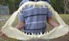 Huge 26 inches wide, 15 inches tall, Mako Shark Jaw - You are buying the mako jaw shown for $750.00 (has green stain on the bottom cartilage area and tiny hole underside of cartilage)