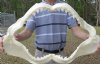 25 inches wide, 16 inches tall, Large Tiger Shark Jaw - You are buying the tiger shark jaw shown for $600.00