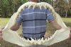 23 inches wide, 15 inches tall Mako Shark Jaw - You are buying the mako jaw shown for $450.00