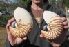 Two 5 and 5-1/2 inch Chambered Nautilus Shells - You are buying the nautilus shells shown for $13.00 each