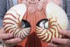 5-3/4" and 5-1/4" Chambered Nautilus Shells - You are buying the 2 nautilus shells shown for $13.00 each