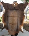 45 inch by 40 inch Real Blesbok Skin Rug, blesbok hide - you are buying the real animal skin shown for $50