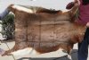47 inches by 40 inches Blesbok Skin Rug, Blesbok Hide - You are buying the real animal skin shown for $50