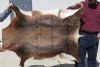 47-1/2 inch by 40-1/2 inch Blesbok Skin Rug, Blesbok Hide - You are buying the real animal skin shown for $50