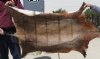 51 inches by 38 inches Blesbok Skin, Blesbok Hide - You are buying the real animal skin shown for $50