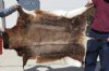 46 inch by 41 inch Blesbok Skin, Blesbok Hide - You are buying the animal skin shown for $50