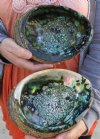 Two 7-1/2 green abalone shells - you are buying the 2 natural abalone shells shown for $10 each