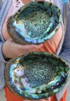 Two 7-1/2 inches Green Abalone Shells, Haliotidae - You are buying the 2 abalone shells shown for $10 each