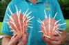 Two large orange Regal Thorny Oyster shells, 5 and 4-1/2 inches (You are buying the shells pictured) for $15.50 each
