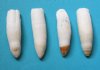 4 Wholesale Alligator Teeth 2-1/2 to 2-7/8 inches for making alligator tooth necklaces - You are buying the teeth shown for $8.00 each