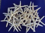 Wholesale white finger starfish 6 to 8 inches Starfish for Beach Weddings Packed 25 pieces @ .55 each