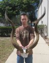 43 inch Kudu Horns, with splits and holes, on skull plate - You are buying the kudu horns on skull plate shown for $105.00