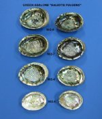 Green Abalone Shells