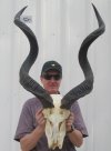 42 inches Kudu Horns on Kudu Skull (Skull is missing nose area)), -You are buying the kudu skull and horns shown for $150.00