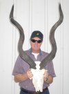 40 inches Kudu Horns on Kudu Skull, with missing nose area, - You are buying the kudu skull and horns shown for $150.00