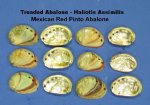 Threaded Abalone - Red Pinto Abalone