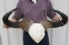 26-1/2 inches wide Blue Wildebeest Skull Plate with blackened horns and holes in horn tips - You are buying the wildebeest skull plate shown for $56.00